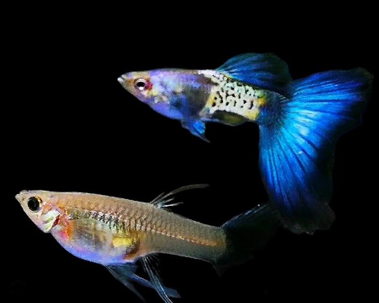 High Grade Blue Lace Guppy - Female ~ 2.5-3cm